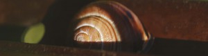 Schnecke