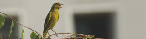 Vogel Biologe beobachten